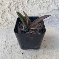 2 Inch Pot Succulent Plant - Rare Leopard Plant Lily- Ledebouria Socialis Silver Squill - Rooted & Established - Drought Resistant - 🪴 Perfect Baby &