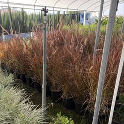 Purple Fountain Grass 5 Gal