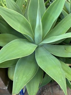 Plants Agaves drought tolerant $5 each