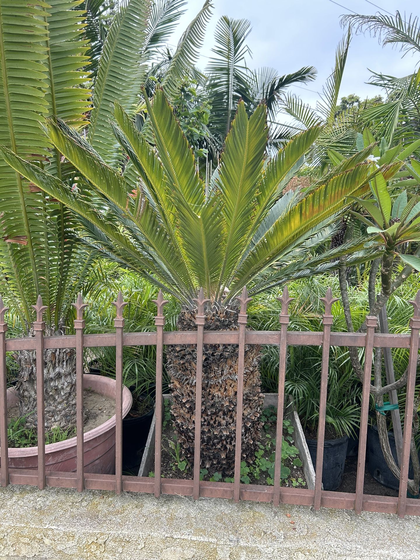 Sago Palm