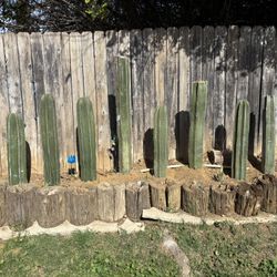 Mexican Fence Post Cactus Cutting