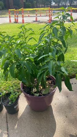 Organic Serrano plant