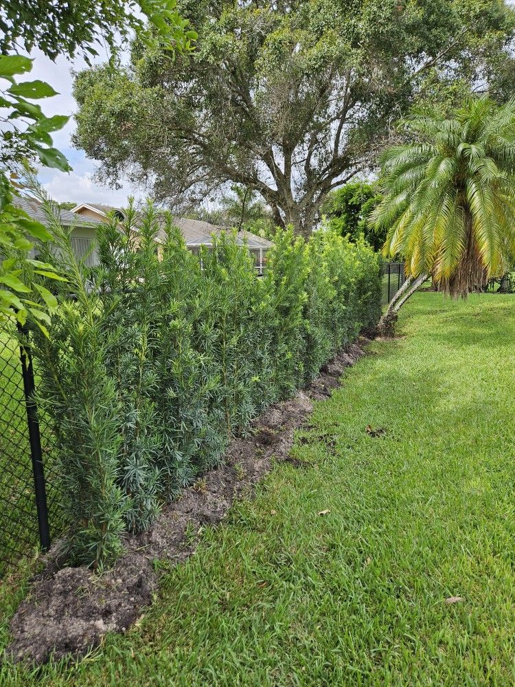 podocarpus 6 feet tall Instant Privacy Hedge For Fence same day planting