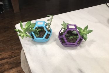 Plantygons With Succulents