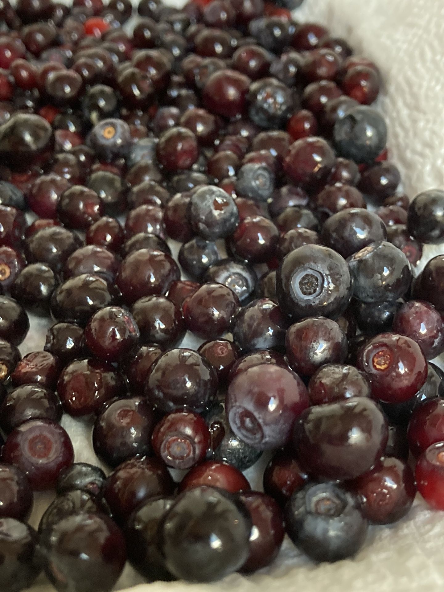 Huckleberries Fresh Picked