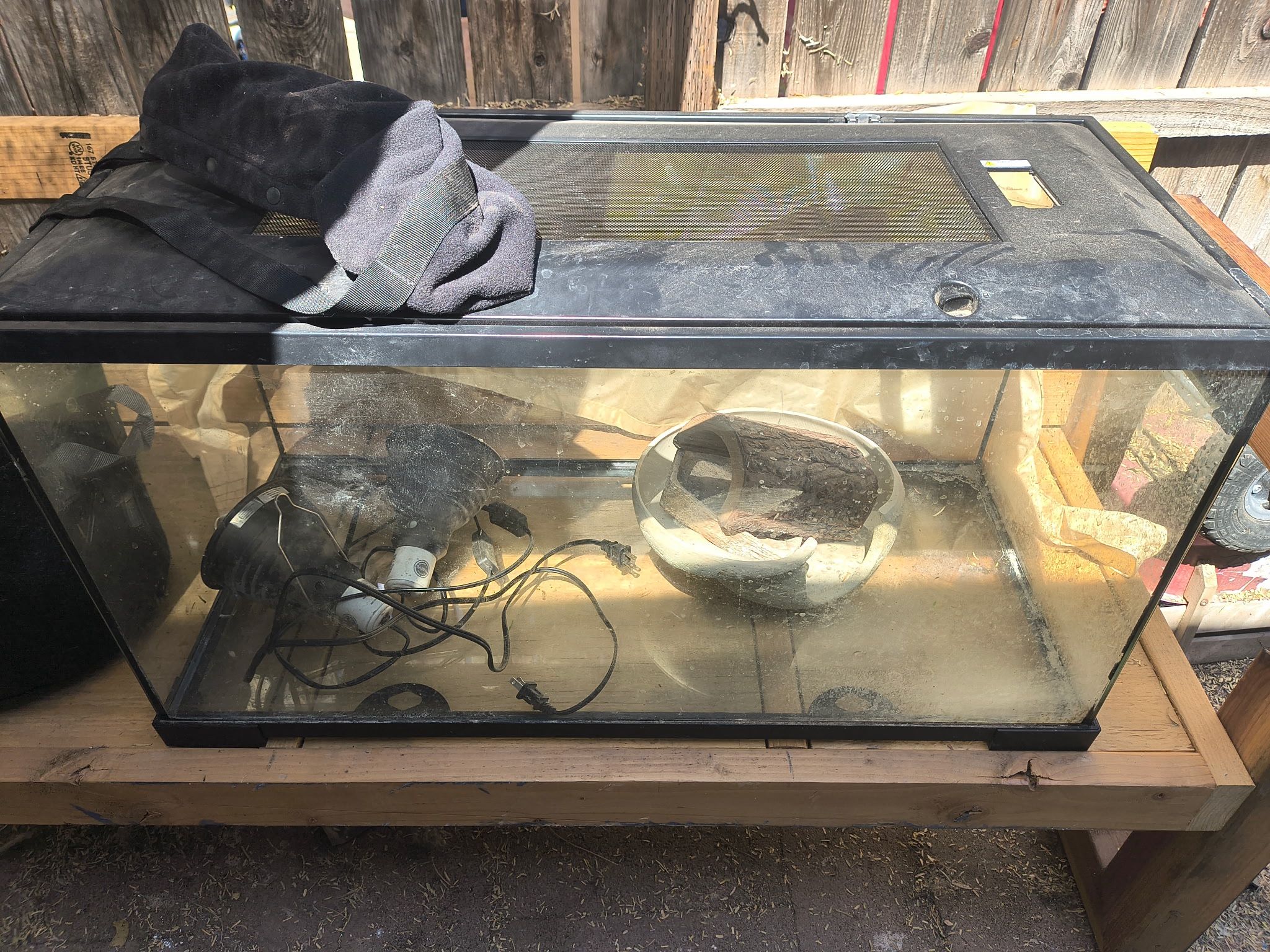 Lizard habitat