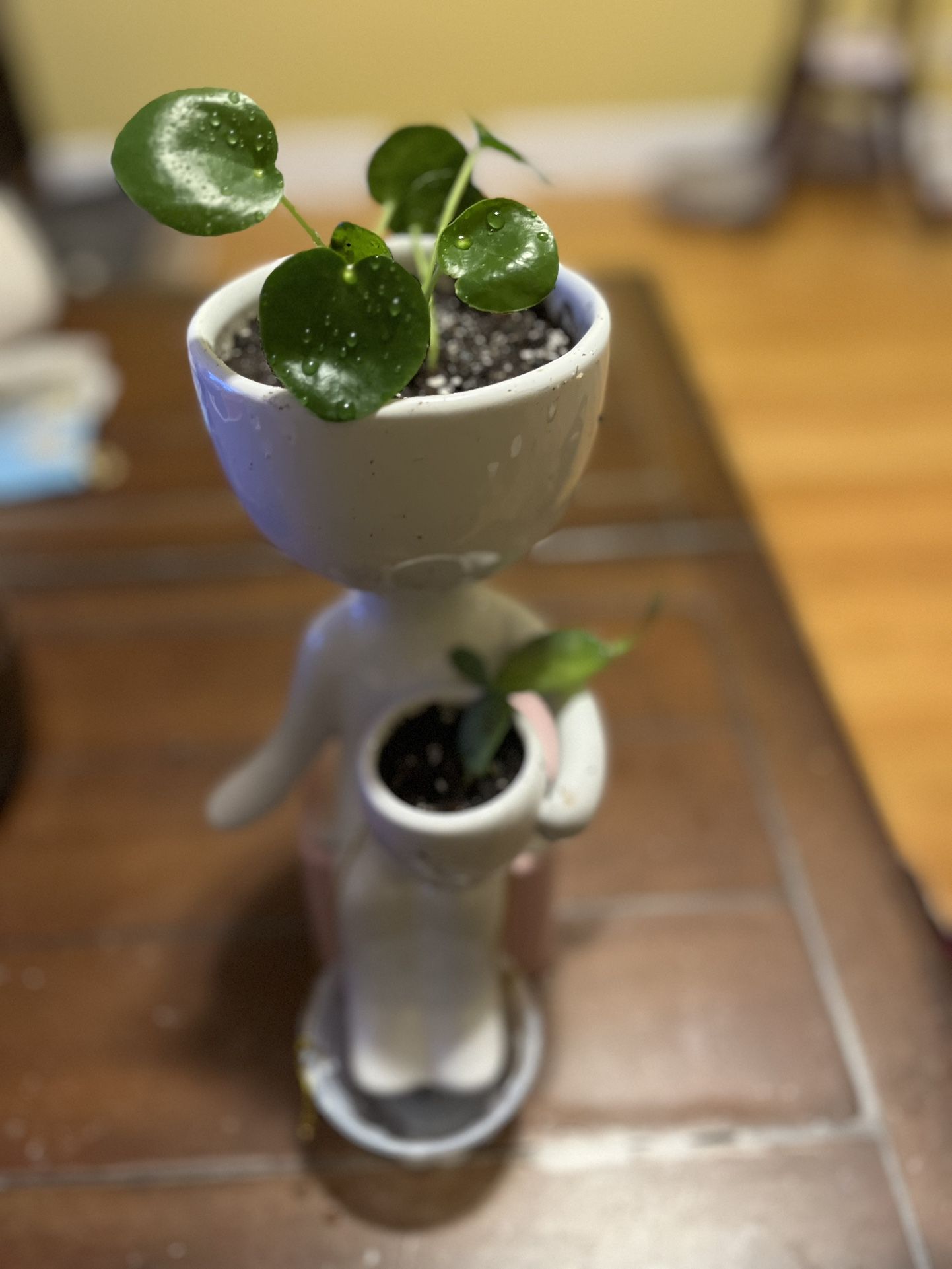🪴Pilea/Christmas Cactus Plants🪴