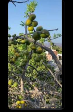Ciruela/jocotes