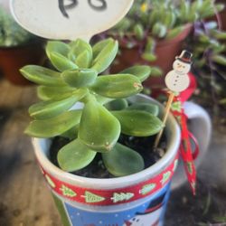 Succulent arrangements from $8-$20 and stand alone succulents at lower than retail prices 