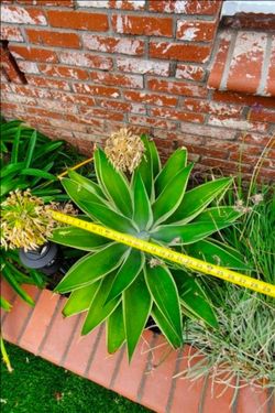 Ray of Light Agave Suculent Plants