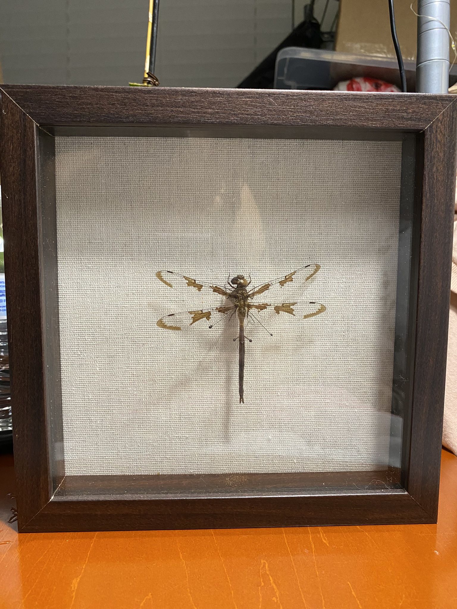 Framed Dragonfly taxidermy insect