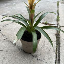 Plant For Sale