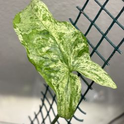 Syngonium Mojito 