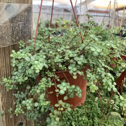 Red Sterm Baby Tear Plant