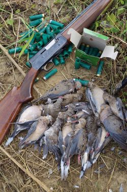 Dose Anyone Know Of Any Dove Hunting Field For The Season Please Let Me Know