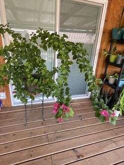 Homegrown Blooming Queen Of Tropical Natives Gorgeous Bougainvillea Plant Houseplant Tree w/pot