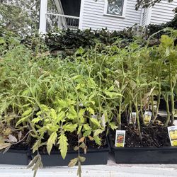 🌱🍅Tomato Plants 🌽🌶️