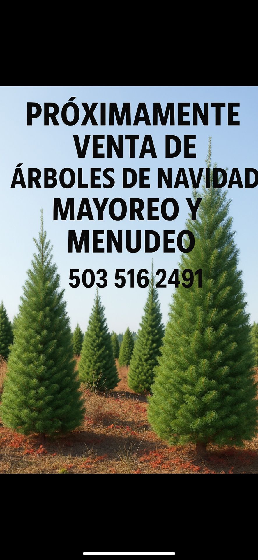 PINOS DE NAVIDAD 