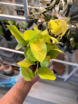 Pothos Neon Houseplant