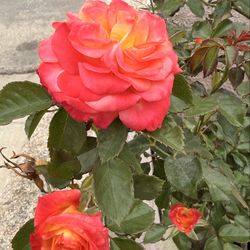 Beautiful Vibrant Multicolor Rose Tree