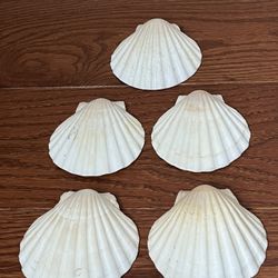 Five White Scallop Shells 3.25 Inches Apiece