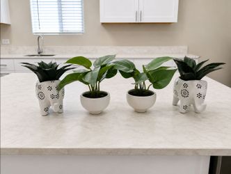 4 decorative indoor plants