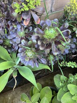 Plants in 5 gallon pots must sell