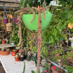 Peanut 🥜 Cactus This Is For The All Plant 