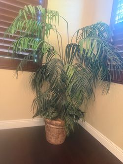 Silk plant