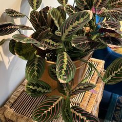Red Prayer Maranta In yellow Plant pot