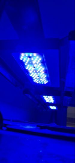 Radion XR30 G5 blue
