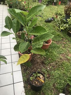 Jackfruit tree