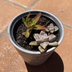 Potted Succulents 