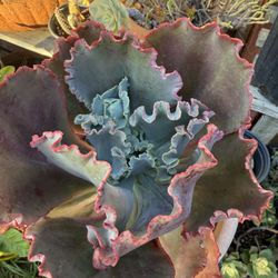 Succulent in a plastic pot $15