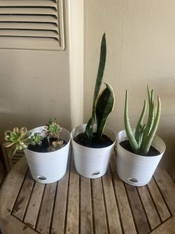 Plants