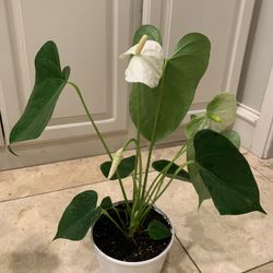 Anthurium Plant White 