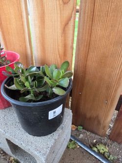 Jade tree