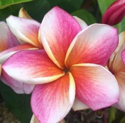 Plumeria J105 rooted pooted plant 32"from soil lIine, 4 tips, 2 inflos, blooming.