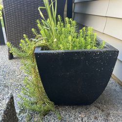 Heavy Black Cement Pot