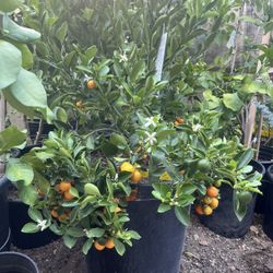Calamansi tree , Tắc Tròn Chua ,3’-4 Feet Tall , 15 Gallon, Fruiting $270 Cash