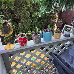 Plant Decoration Succulent in cute Ceramic Pots, inside or outside