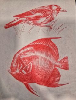 Bird and Fish Scketch