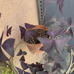 HERMOSAS PLANTAS NATURALES “PURPLE SHAMROCK PLANT 