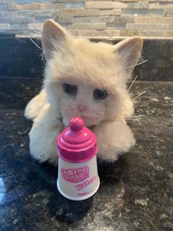 FurReal friends Kitten with bottle