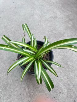 Spider Plant