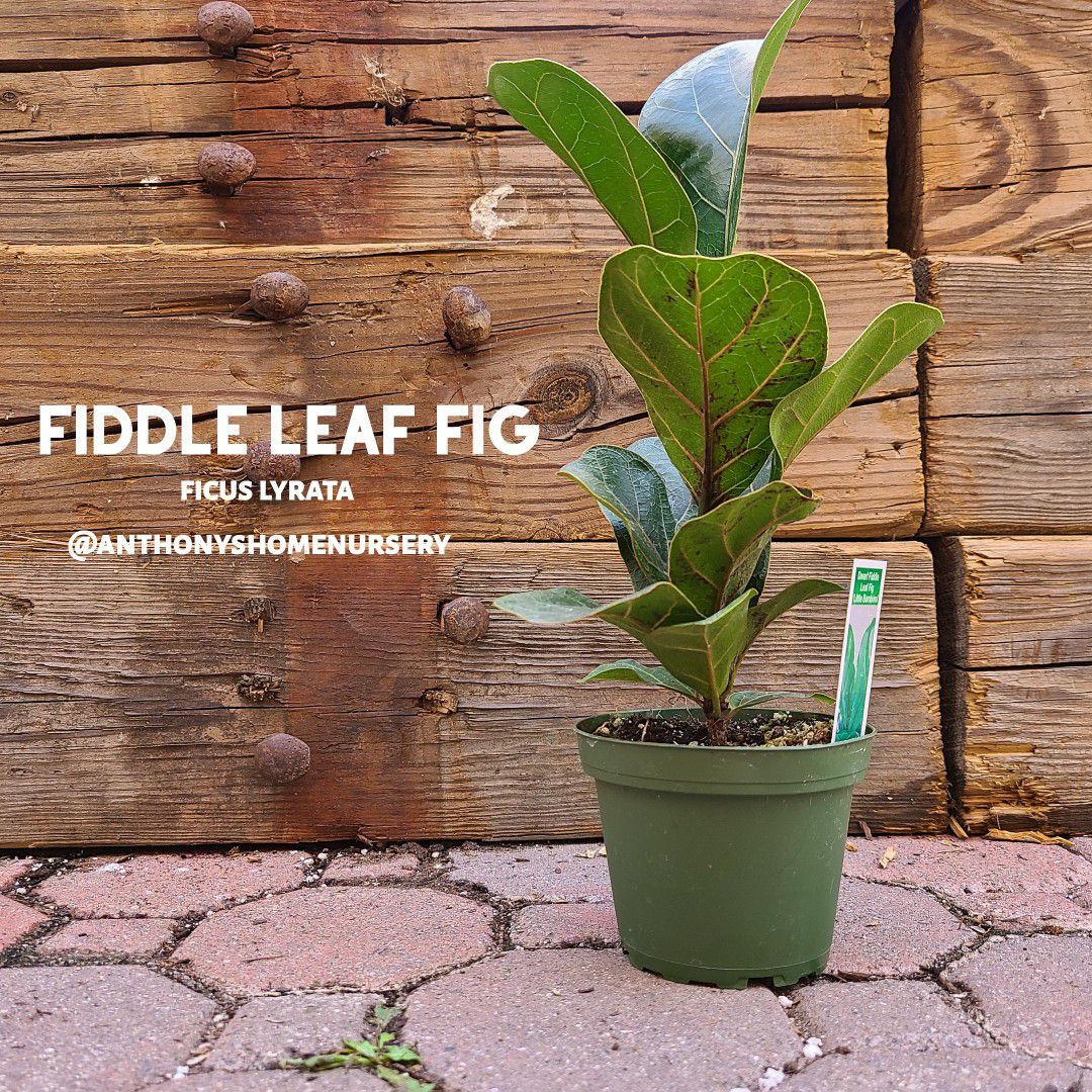 Fiddle Leaf Fig "Little Bambino" Indoor Plant Ficus lyrata 4"