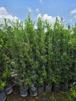 podocarpus 6 to 7 feet tall Instant Privacy Hedge For Fence Green Full Ready for planting  minimum qty 30+
