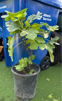 Fig plant       higo planta