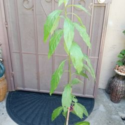 árbol de aguacate mide 41 pulgadas