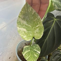 Monstera Variegated White Snow Rooted Cutting